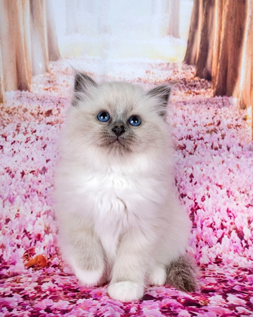 Birman kitten