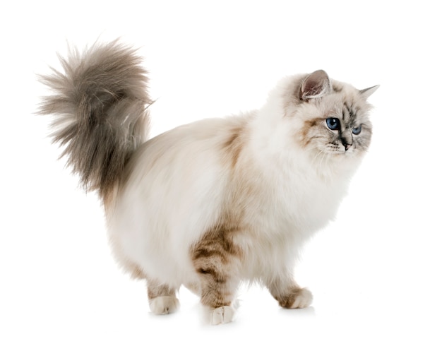 birman kitten 