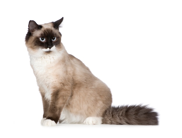 Birman met 1 jaar. Kattenportret geïsoleerd