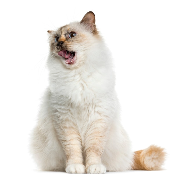 Birman sitting in front of a white wall