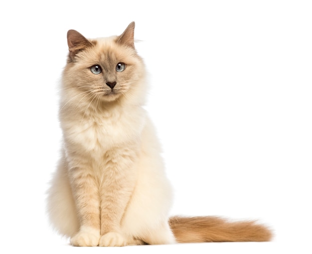 Birman sitting an looking away