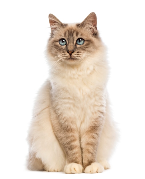 Birman sitting and looking up left