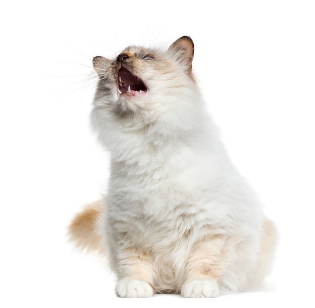 Birman sitting and meowing in front of a white wall