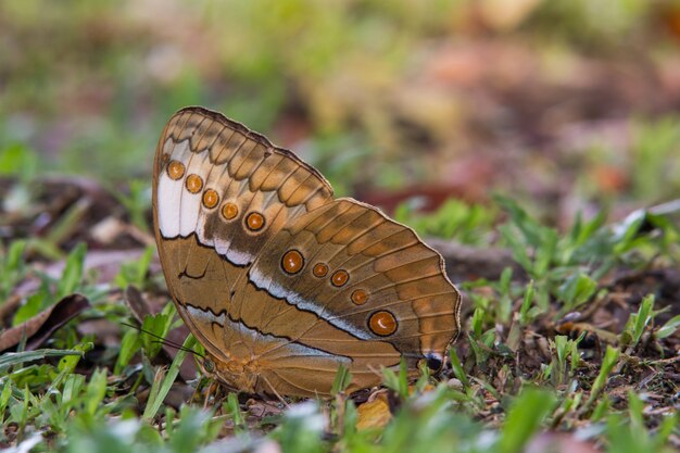 Foto birmese junglequeen, prachtige vlinder