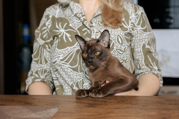 Birmese kitten Nieuwsgierige, grappige gevlekte Birma-kat die naar de camera kijkt