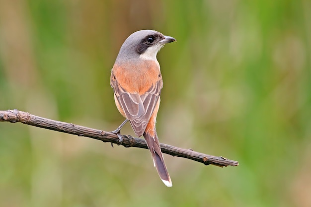 Birmese Klauwier Lanius collurioides Mooie vogels van Thailand