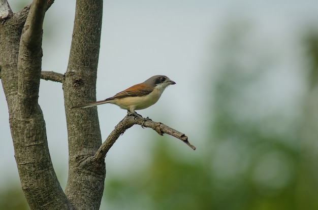 Birmese Shrike vrouw (Lanius collurioides) zitstokken op een tak