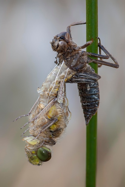 Photo birth of a dragonfly dragonfly metamorphosis