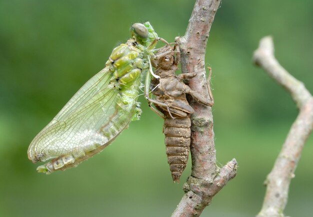 Birth of a dragonfly series 5 photos