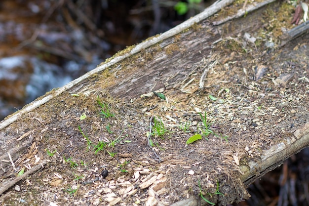 The birth of a new life on an old felled pine tree The appearance of new petals