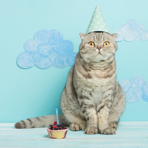 Birthday cat, congratulations on the holiday