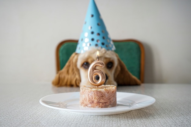 Birthday dog. American Cocker Spaniel 