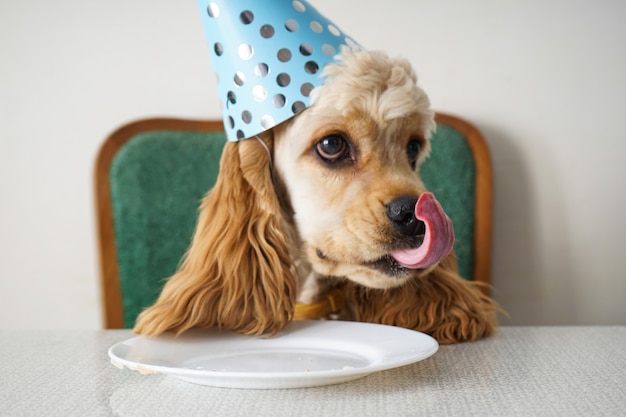 誕生日の犬。アメリカンコッカースパニエル