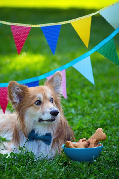 緑の芝生と背景のカラフルなパーティーの旗にふわふわの美しいコーギーの誕生日