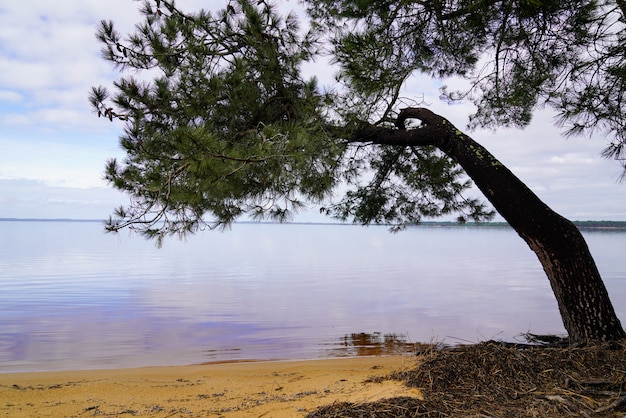 Biscarrosse sand beach wood pine in Lake Maguide in landes France