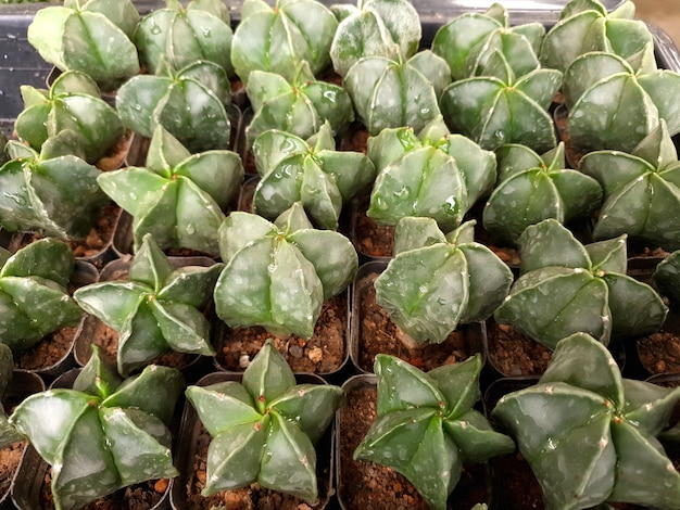 Bishops Cap cactus Astrophytum Myriostigma in a cactus farm