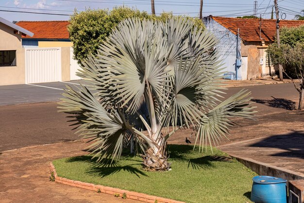 Bismarckpalm van de soort Bismarckia nobilis