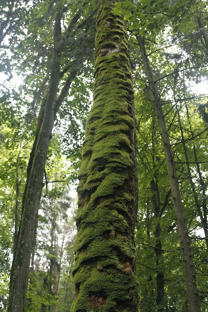 Bialowieza 국립 공원의 들소