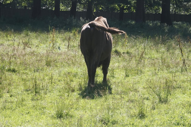 Bison at Bialowieza National Park