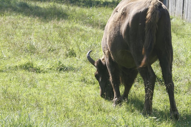 Bialowieza 국립 공원의 들소