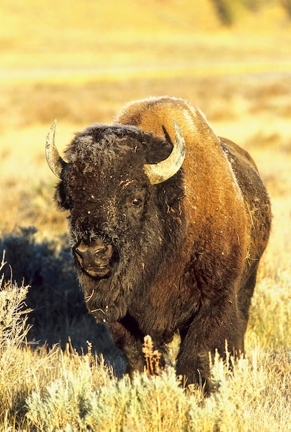 Foto bison bison bison yellowstone np stati uniti