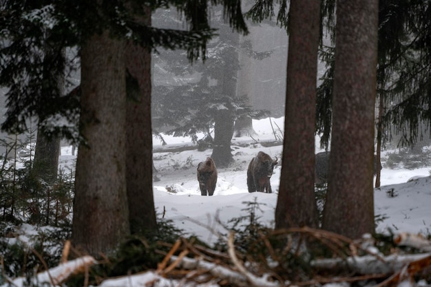 Bison buffalo in the snow