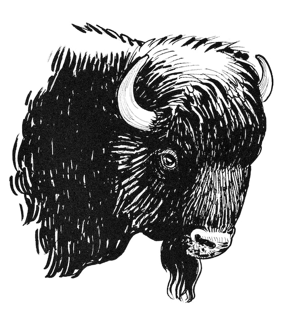 Bison bull head. Ink black and white drawing