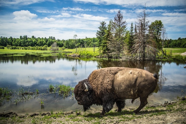 Foto bisonte sul lago contro il cielo