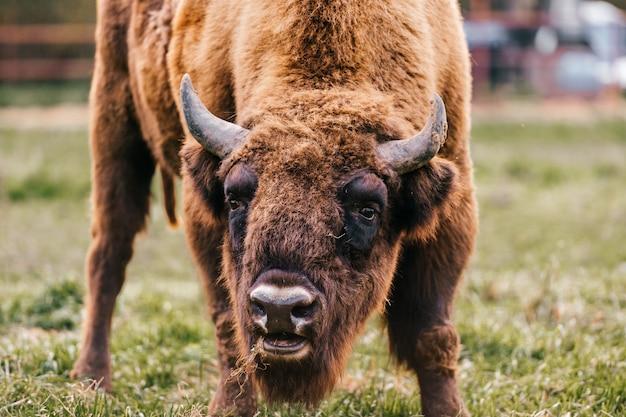 Bison closeup portrait