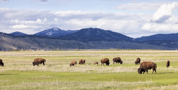 Bison eating grass in american landscape yellowstone national park