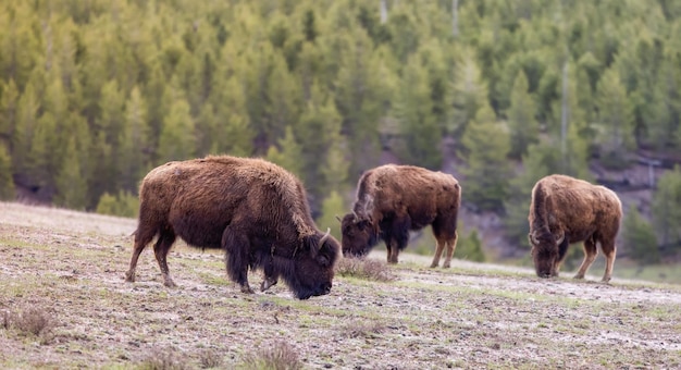 Bison eating grass in american landscape yellowstone national park