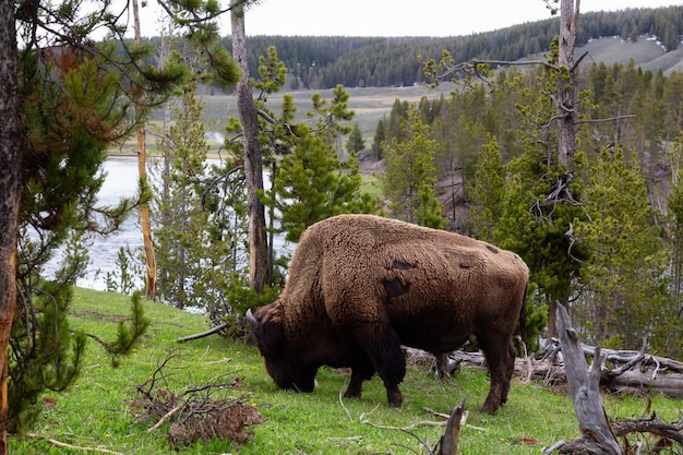 Bison eating grass in american landscape yellowstone national park