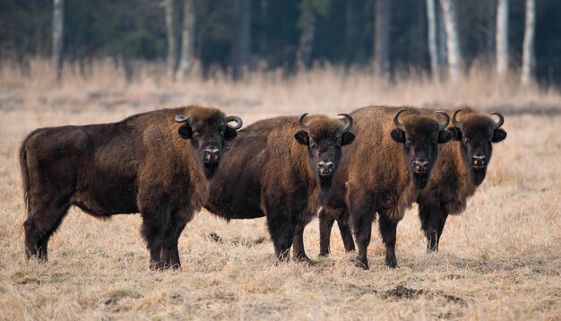 Photo bison on field