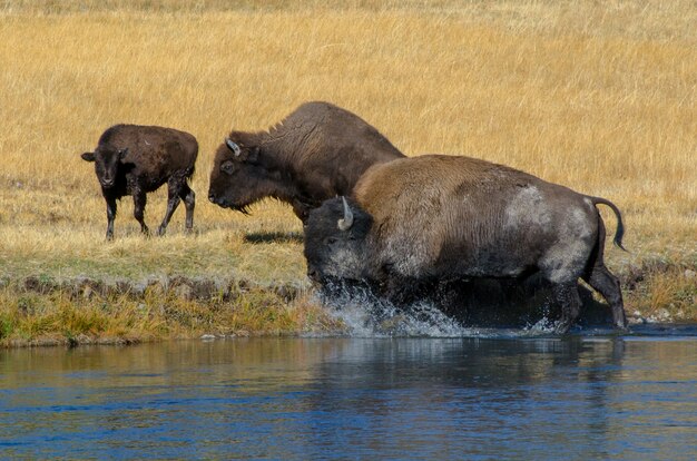 Mandria di bisonti che attraversa il fiume firehole nel parco nazionale di yellowstone