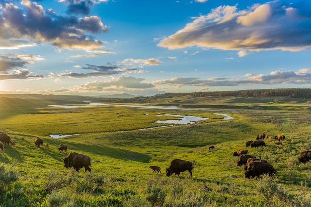 Bison herd grazing in the Hayden Valley Yellowstone National Park