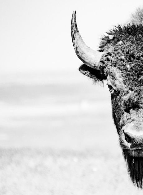 Photo a bison is shown in black and white.