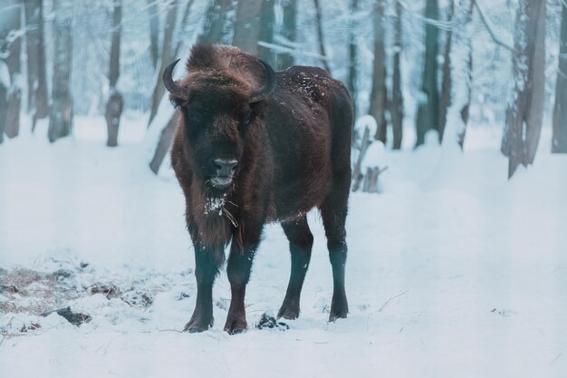 Bison op de bosachtergrond en sneeuw Volwassen wilde Europese bruine bizon of Bison Bonasus in de winter Wild Europese bosbizon in PriokskoTerrasny biosfeerreservaat UNESCO-erfgoed in Rusland