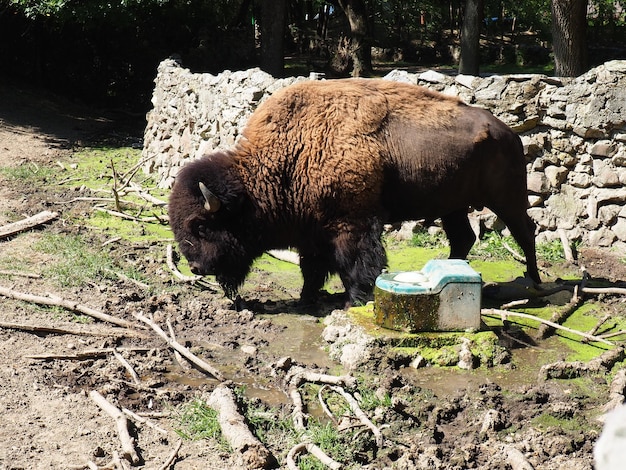 バイソンまたはアメリカバイソンは、雄牛のウシ族の偶蹄目哺乳類の種ですバイソンに非常に近いオスの動物がパリック動物園で放牧されていますセルビア厚い茶色のコート粘土と草