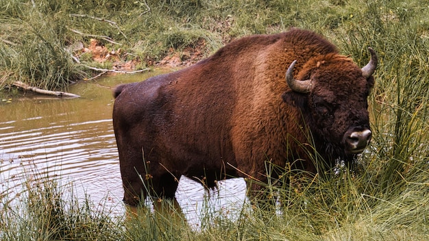 Bison at the waterhole cooling down big mammal in brown with big horns