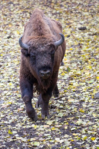 A bison with big horns walks through the leaves on the ground.