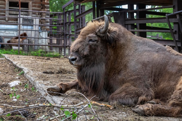 Bison in the zoo enclosure Wild animals