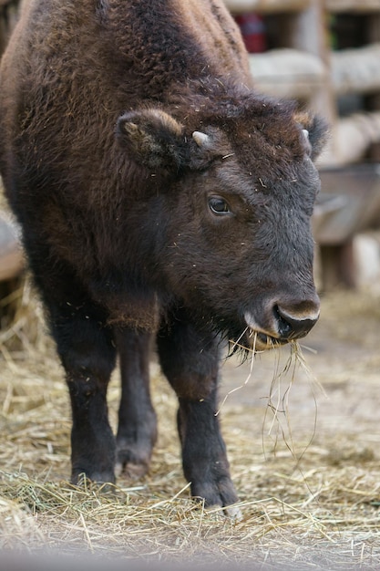 Bison