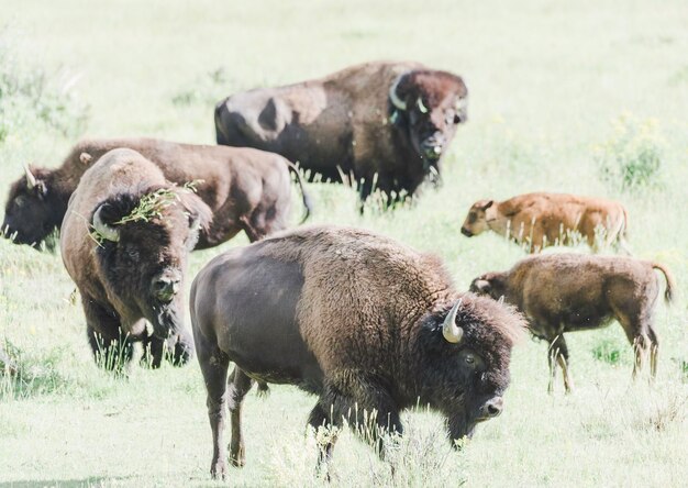 Foto bisonnen op een veld