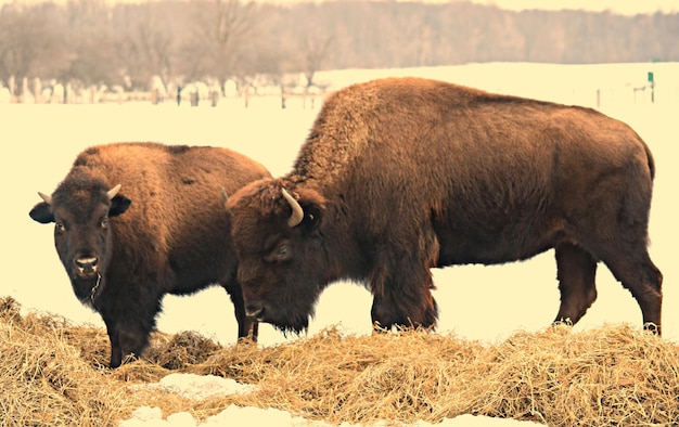 Photo bisons in a field