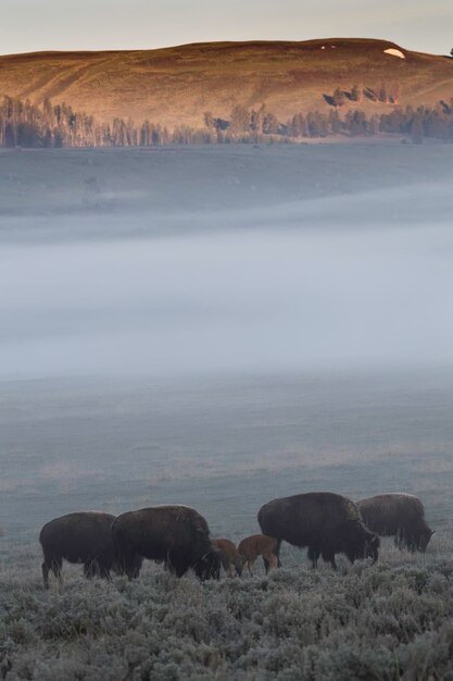 Foto bisonti che pascolano sul campo