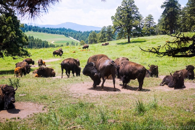Foto bisonti che pascolano sul campo erboso