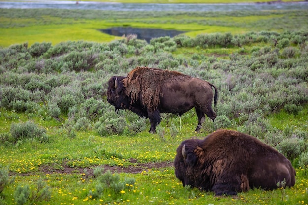 Bisons met landschap van Yellow Stone National Park