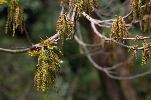 Bisschop hout Bischofia javanica jonge gietstukken en bloemen in de vorm van oorbellen op een lentedag