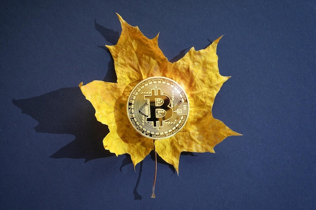 La criptovaluta della moneta bitcoin si trova su una foglia d'autunno d'acero