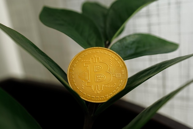 Bitcoin coin seems to sprout from the leaves of a dollar tree